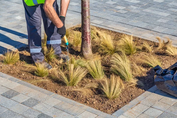 Grama Corte Trabalhador Com Grande Tesoura Planta Corte Parque — Fotografia de Stock