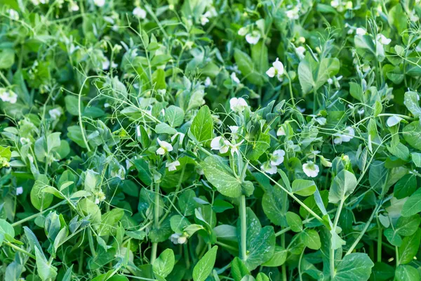 Mladá Hrášek Rostlina Bílými Květy Pozadí Roste Zahradě Selektivní Zaměření — Stock fotografie