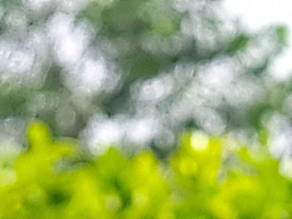 Blur Out Focus Green Leaf Background Bokeh Effect — ストック写真