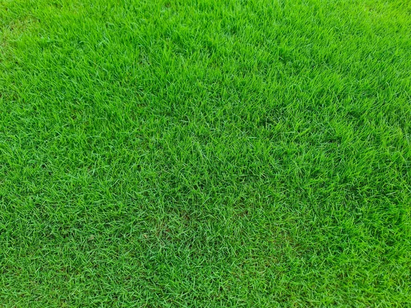 Yeşil çimen dokusu arka plan Yeşil çimen alanı için kullanılan üst görünüm arkaplan veya duvar kağıdı, futbol için çimen, Çim Golf Sahaları