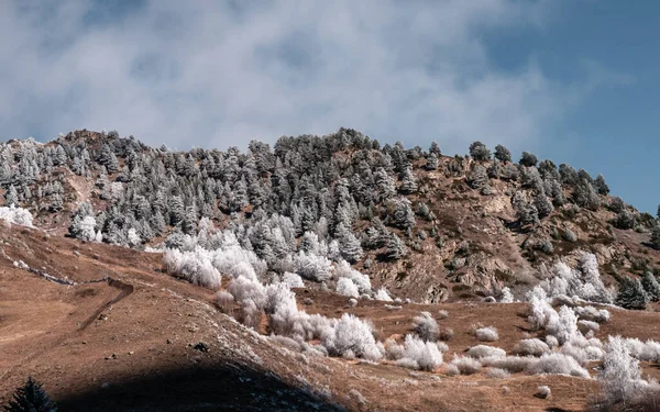 Bosque Nieve Montañas Del Cáucaso Región Elbrus — Foto de Stock