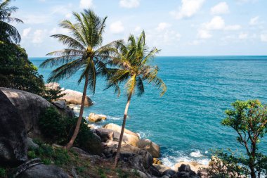 Denizin güzel kıyısında turkuaz suyu olan iki palmiye ağacı.