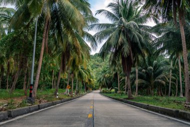 Palmiyelerle dolu ormanda güzel bir yol