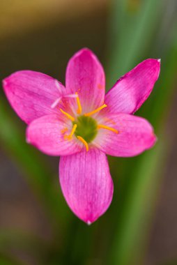 Güzel Peri Lily 'yi yakın plan çek ya da bahçede çiçek açan Lily' yi