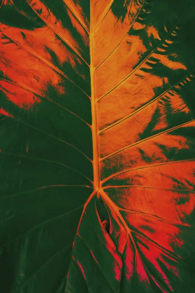Тропический Пальмовый Лист Флора — стоковое фото