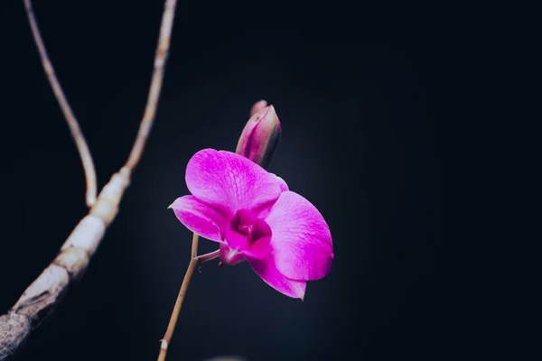 Fermer Fleur Rose Unique Orchidée Fleurissant Sur Branche Avec Fond — Photo