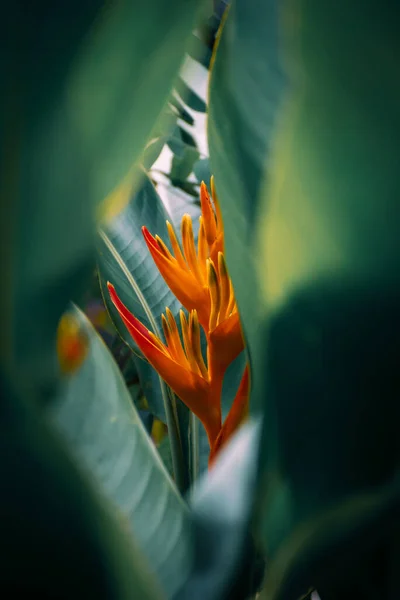 Fleurs Tropicales Plante Heliconia Nain Américain Fleurs Paradis Grandir Avec — Photo