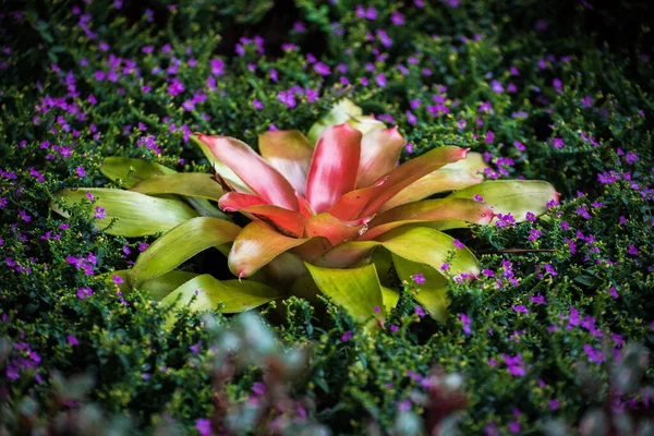 Selecta Sun Neoregelia Cruenta Floraison Dans Jardin Décoration Des Plantes — Photo