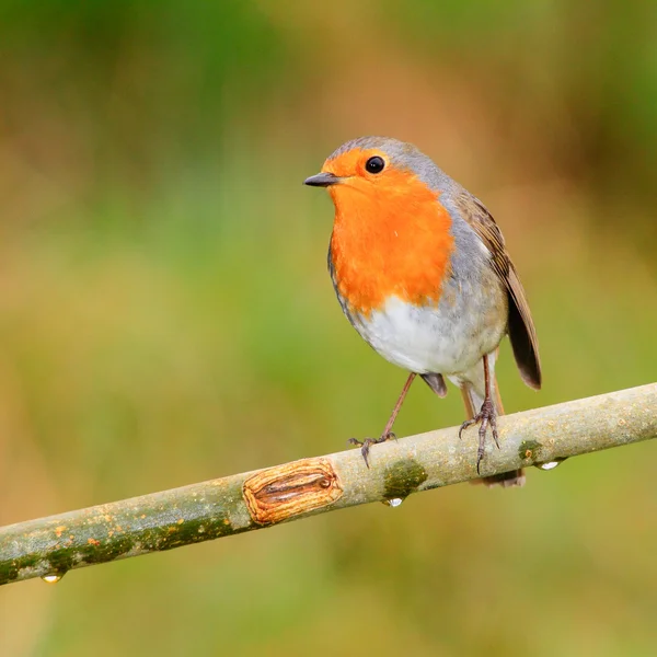 Robin van — Stockfoto