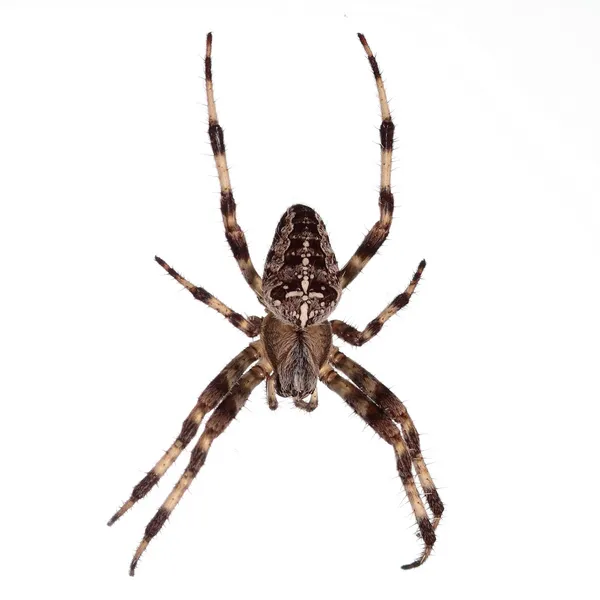 Spinne — Stockfoto