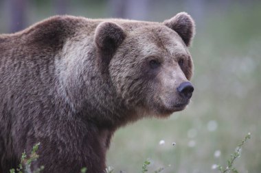 Kuhmo, Finlandiya; Haziran 2022. Kahverengi Ayı 'nın (Ursus arctos) Kuhmo bölgesindeki vahşi doğada çekilmiş fotoğrafı.