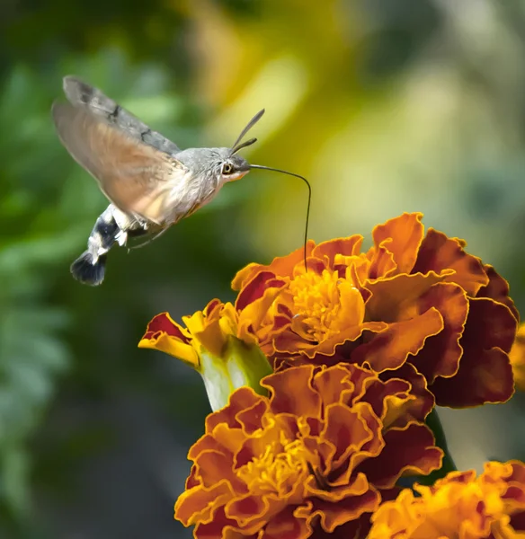 Hummingbird Hawk-Moth insect sucking nectar