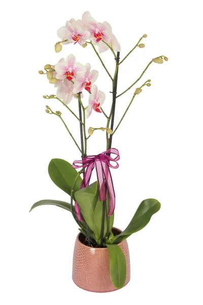 Farbenfroher Blumenschmuck — Stockfoto