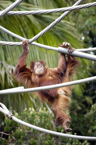 halatlar üzerinde sallanan orangutan maymun