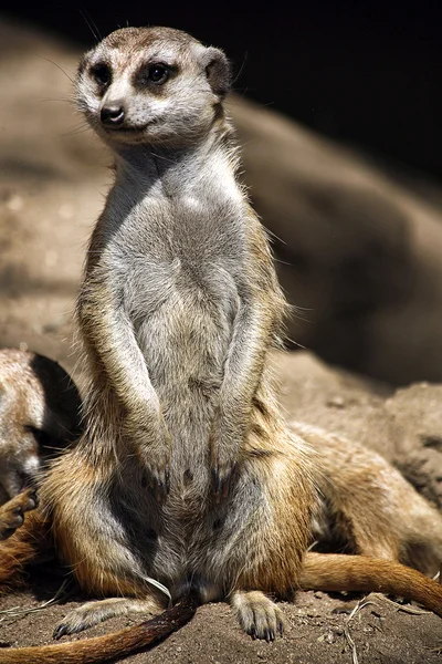 meerkat ayakta portresi