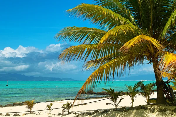 Palm tree on beach — Stock Photo, Image