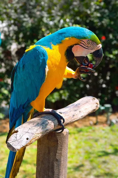 Ara parrot — Stock Photo, Image