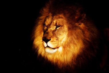 Bir erkek aslan portresi