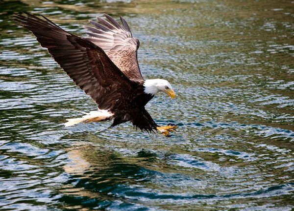 Kel Kartal — Stok fotoğraf