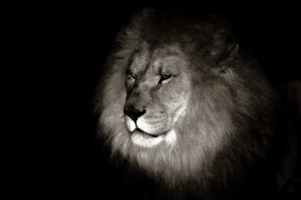 Bir erkek aslan portresi
