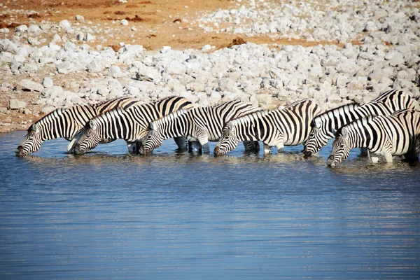 Zebras in einer Reihe trinken Wasser — Stockfoto