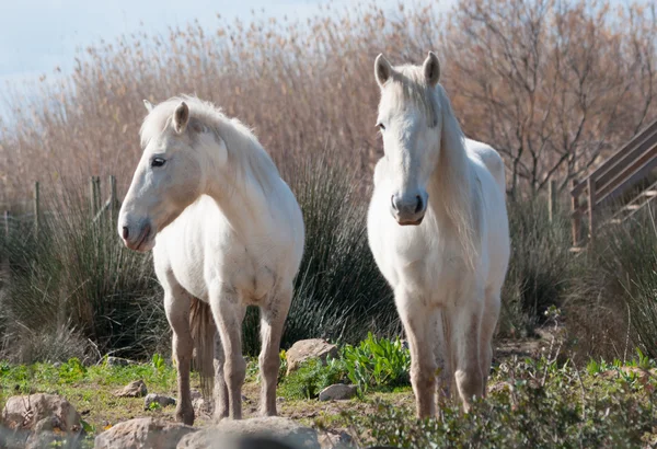 Two white horses — Stock Photo, Image