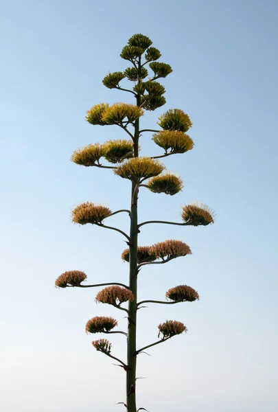 Flor de agave . — Fotografia de Stock