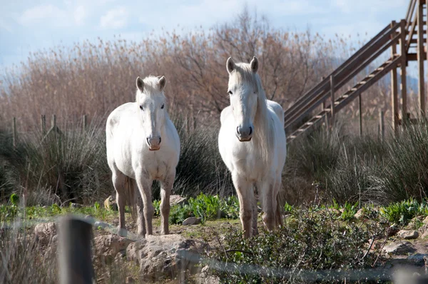 Two white horses — Stock Photo, Image