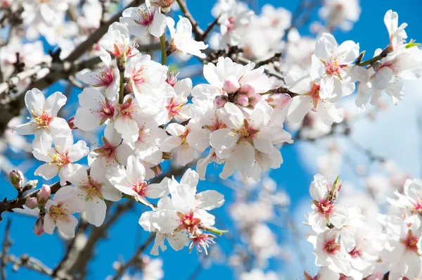 杏仁开花 — 图库照片