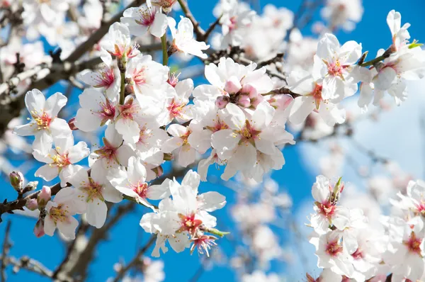 Blossom migdałów Zdjęcie Stockowe