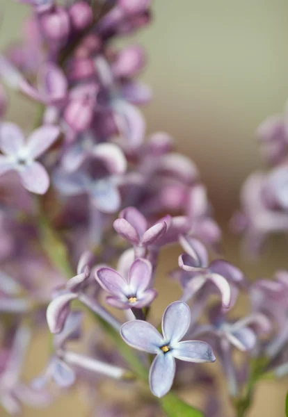 Lilas du bourgeon à la fleur . — Photo