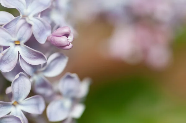 Bourgeon de lilas et espace de copie flou — Photo