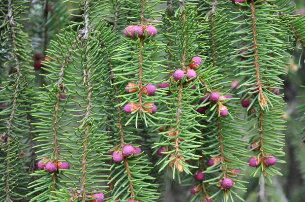 Fir or pine with fresh pink pine cones — Stock Photo, Image