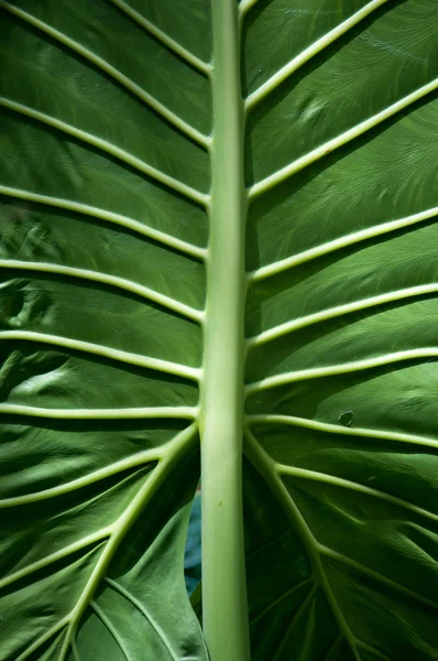 Folha verde — Fotografia de Stock