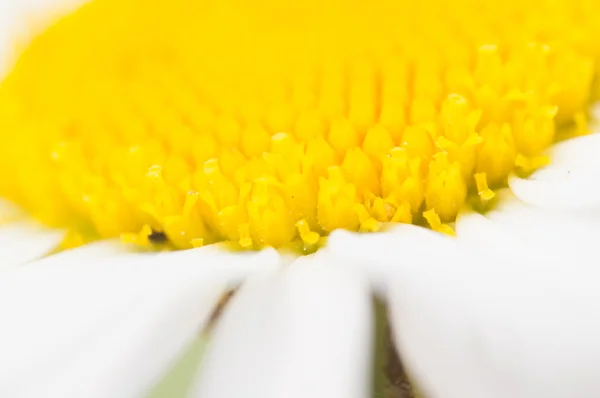 Daisy close up petals and pistils Stock Image