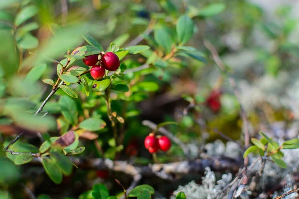 Lingonberries 근접 촬영. — 스톡 사진