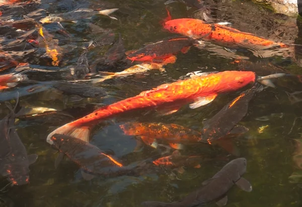 Ryby v rybníku — Stock fotografie