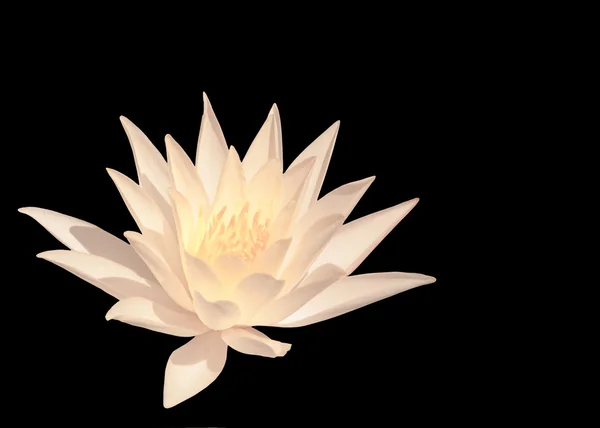 White water lily — Stock Photo, Image