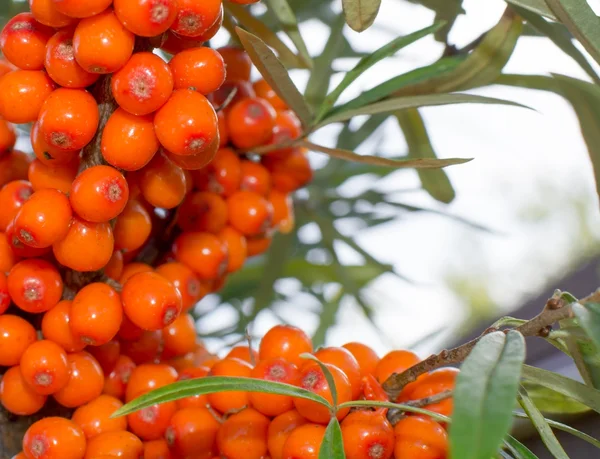 Buckthorn φόντο — Φωτογραφία Αρχείου