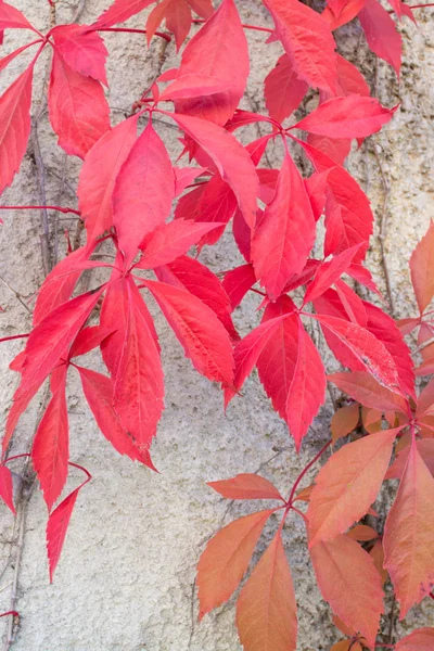 Feuilles rouges Virginia Creepers — Photo