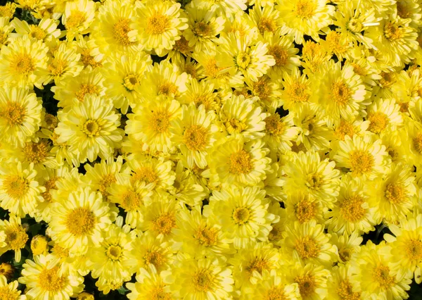 Yellow flower bed of asters — Stock Photo, Image