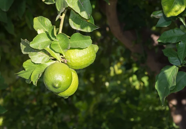 Созревание лимонов — стоковое фото
