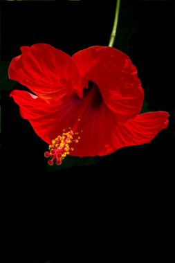 Red flower of Hibiscus clipart