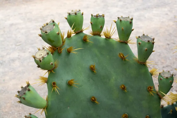 Cactus aux fruits verts — Photo