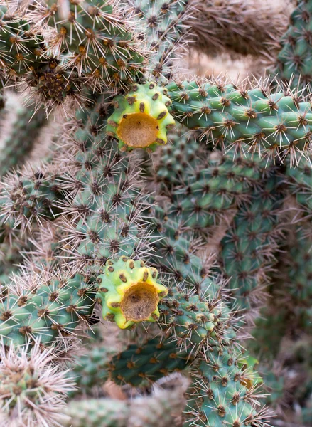 Yellow cactus fruits — Stock Photo, Image