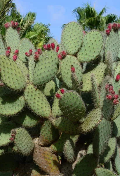 Cacti com bagas vermelhas — Fotografia de Stock