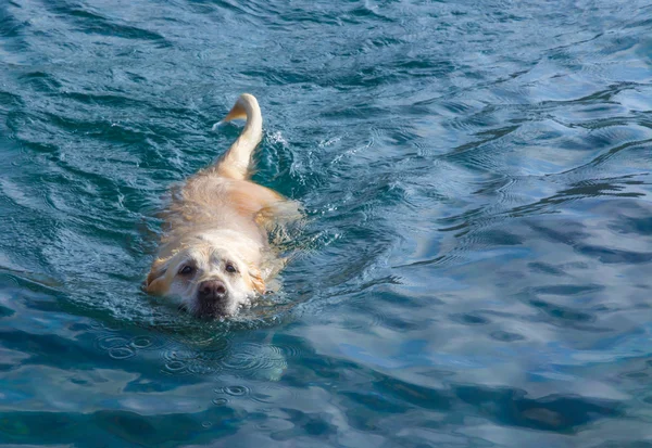 Perro nadador — Foto de Stock