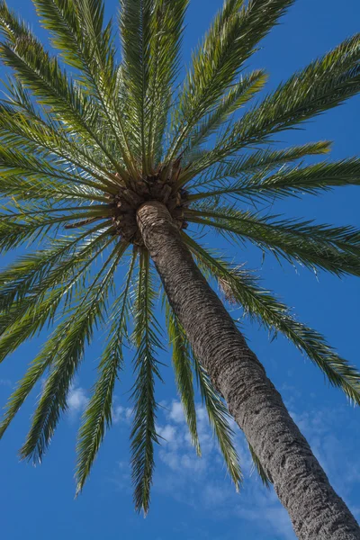 Palm tree Royalty Free Stock Images