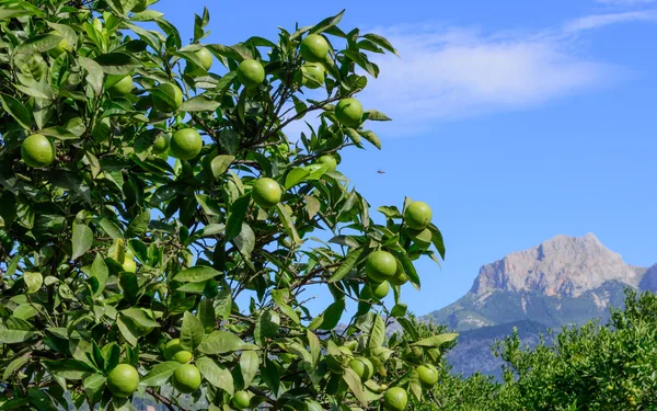 Green oranges ripening on a tree — Stock Photo, Image