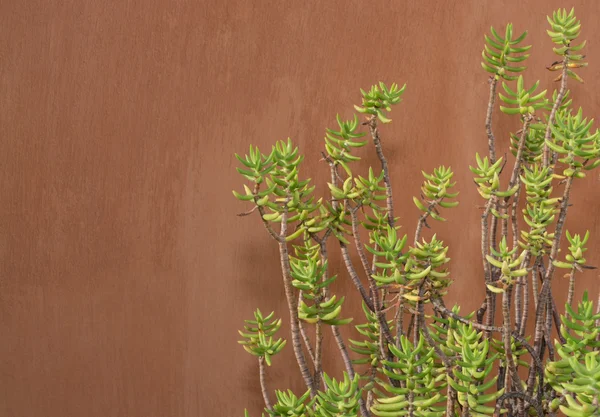 Reflexo de Sedum contra parede de cor de terracota — Fotografia de Stock